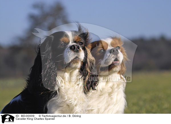 Cavalier King Charles Spaniel / Cavalier King Charles Spaniel / BD-00009