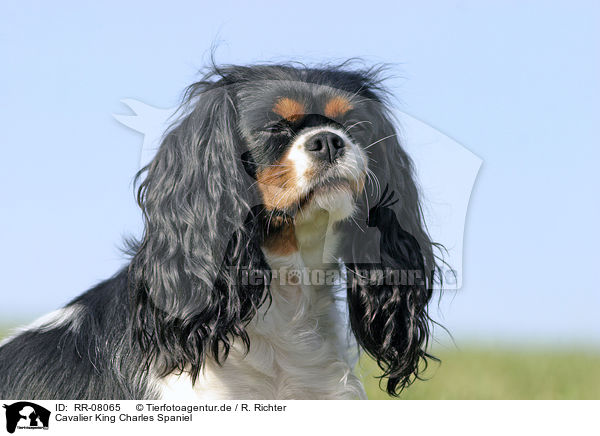 Cavalier King Charles Spaniel / Cavalier King Charles Spaniel / RR-08065