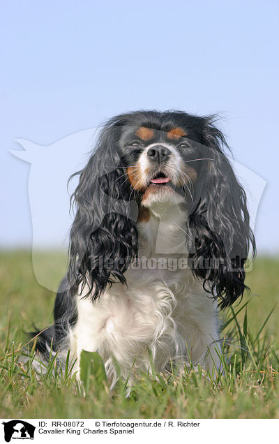 Cavalier King Charles Spaniel / Cavalier King Charles Spaniel / RR-08072