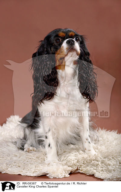 Cavalier King Charles Spaniel / Cavalier King Charles Spaniel / RR-08387