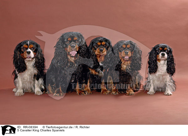 5 Cavalier King Charles Spaniels / 5 Cavalier King Charles Spaniels / RR-08394