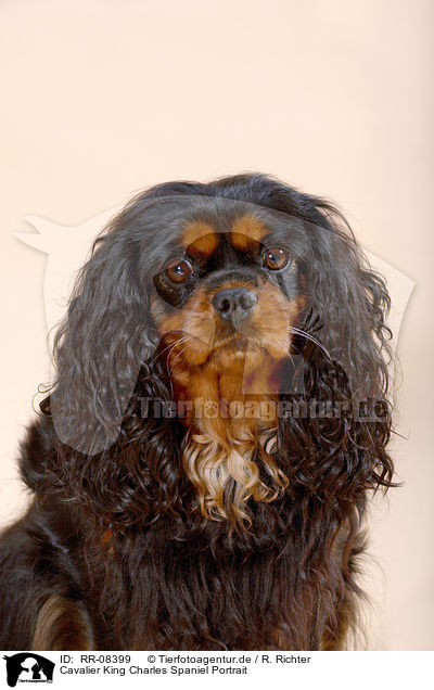 Cavalier King Charles Spaniel Portrait / Cavalier King Charles Spaniel Portrait / RR-08399