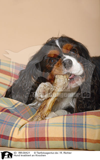 Hund knabbert an Knochen / gnawing Cavalier / RR-08421