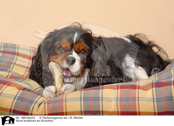 Hund knabbert an Knochen / gnawing Cavalier / RR-08422