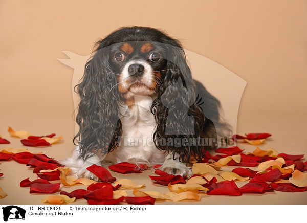 Cavalier auf Blten / cavalier on blossoms / RR-08426