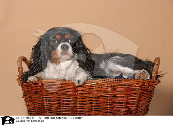 Cavalier im Krbchen / cavalier in basket / RR-08434