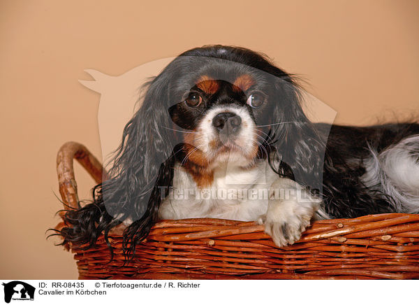 Cavalier im Krbchen / cavalier in basket / RR-08435