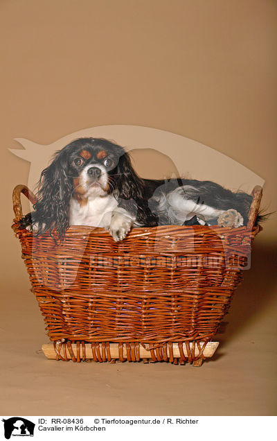 Cavalier im Krbchen / cavalier in basket / RR-08436