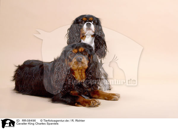 Cavalier King Charles Spaniels / Cavalier King Charles Spaniels / RR-08496