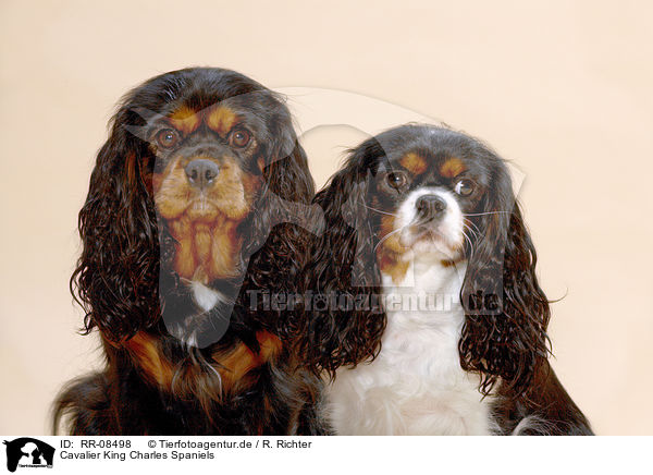 Cavalier King Charles Spaniels / Cavalier King Charles Spaniels / RR-08498