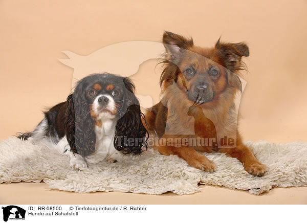 Hunde auf Schafsfell / lying dogs / RR-08500