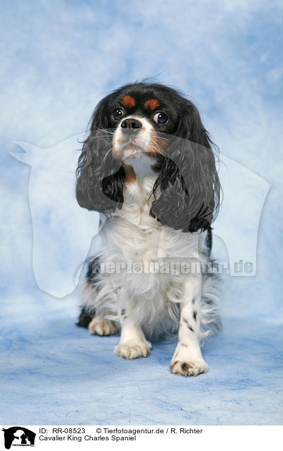 Cavalier King Charles Spaniel / Cavalier King Charles Spaniel / RR-08523