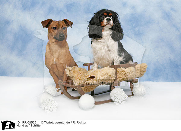 Hund auf Schlitten / dog on sledge / RR-08529