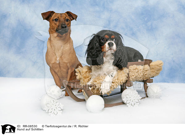 Hund auf Schlitten / dog on sledge / RR-08530