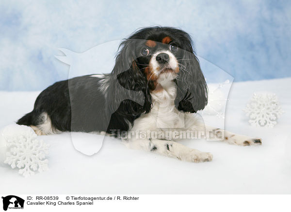 Cavalier King Charles Spaniel / Cavalier King Charles Spaniel / RR-08539