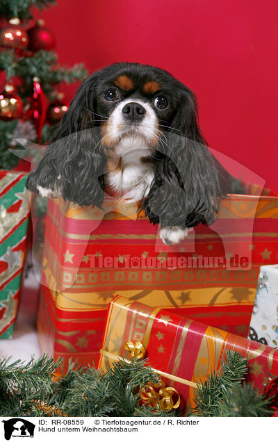 Hund unterm Weihnachtsbaum / dog under christmastree / RR-08559