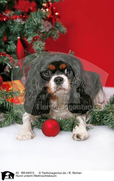 Hund unterm Weihnachtsbaum / dog under christmastree / RR-08572