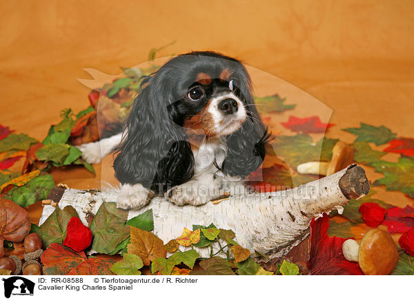 Cavalier King Charles Spaniel / Cavalier King Charles Spaniel / RR-08588