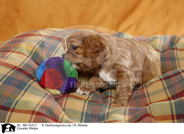 Cavalier Welpe / Cavalier Puppy / RR-10311