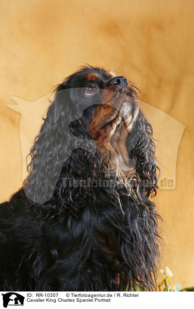 Cavalier King Charles Spaniel Portrait / Cavalier King Charles Spaniel Portrait / RR-10357