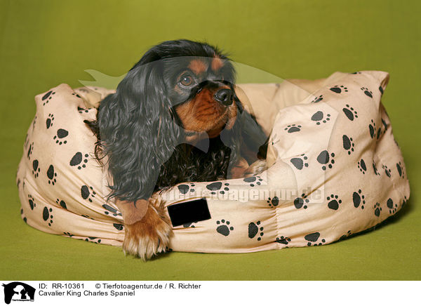 Cavalier King Charles Spaniel / Cavalier King Charles Spaniel / RR-10361