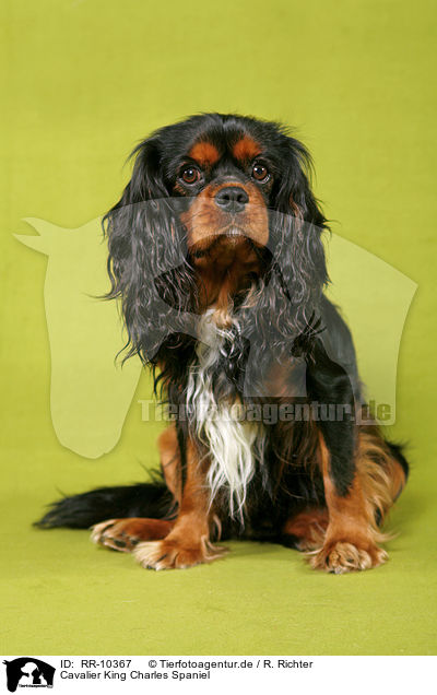 Cavalier King Charles Spaniel / Cavalier King Charles Spaniel / RR-10367