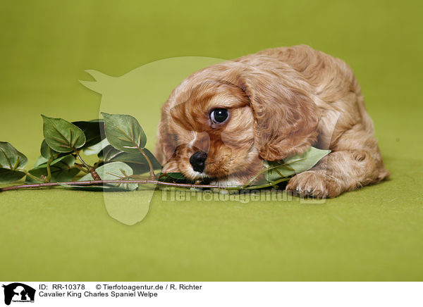 Cavalier King Charles Spaniel Welpe / Puppy / RR-10378