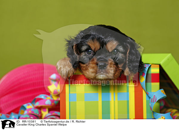 Cavalier King Charles Spaniel Welpe / Puppy / RR-10381