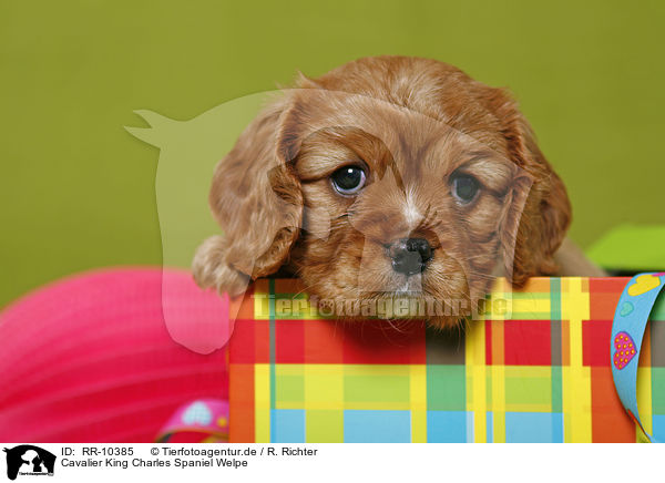 Cavalier King Charles Spaniel Welpe / Puppy / RR-10385