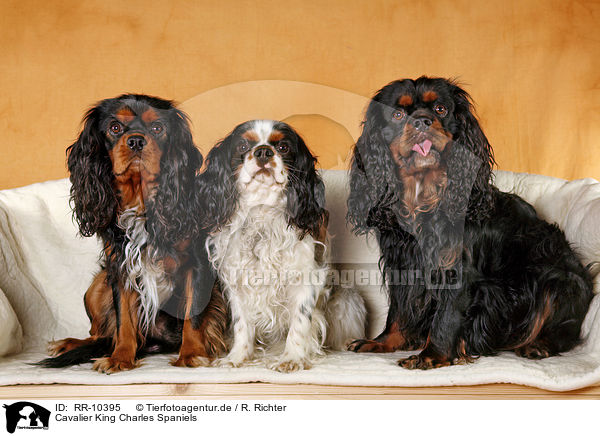 Cavalier King Charles Spaniels / Cavalier King Charles Spaniels / RR-10395