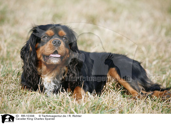 Cavalier King Charles Spaniel / Cavalier King Charles Spaniel / RR-10398