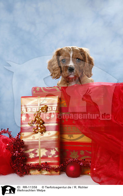 Weihnachten Welpe / christmas puppy / RR-11358