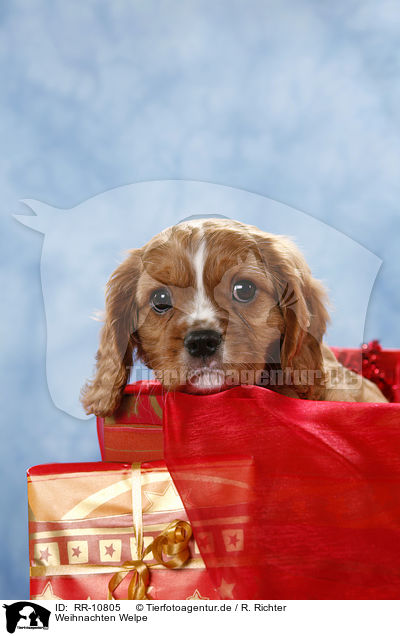 Weihnachten Welpe / christmas puppy / RR-10805
