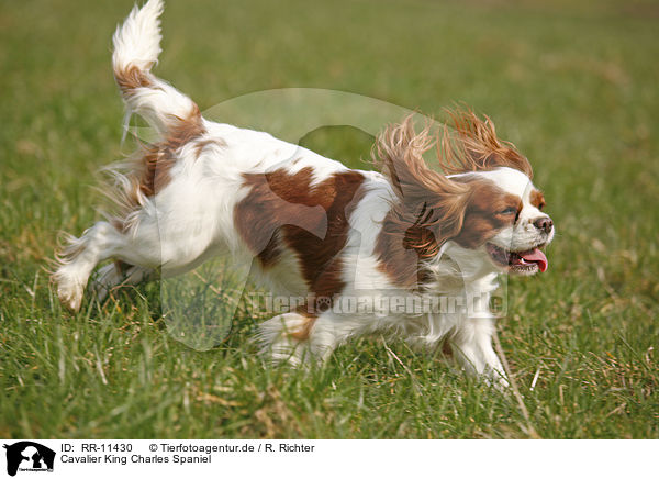 Cavalier King Charles Spaniel / Cavalier King Charles Spaniel / RR-11430