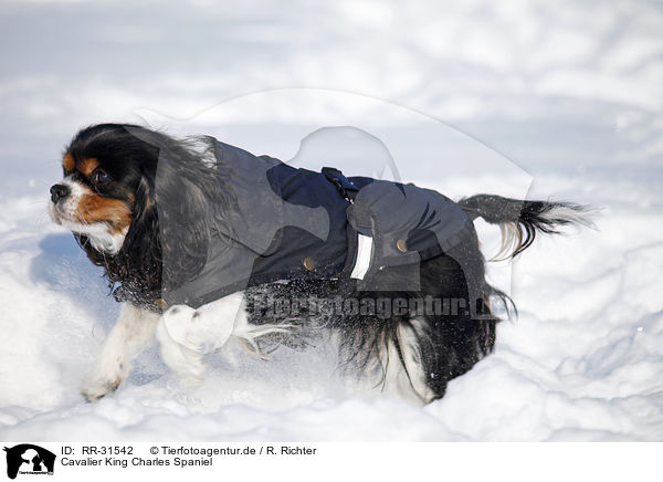 Cavalier King Charles Spaniel / Cavalier King Charles Spaniel / RR-31542