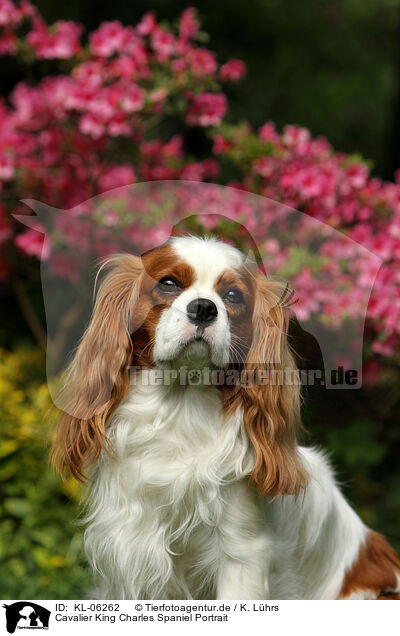 Cavalier King Charles Spaniel Portrait / Cavalier King Charles Spaniel Portrait / KL-06262