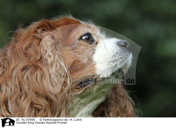 Cavalier King Charles Spaniel Portrait / Cavalier King Charles Spaniel Portrait / KL-07890