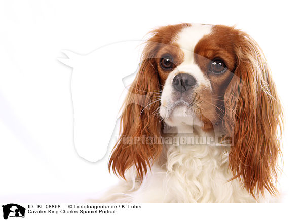 Cavalier King Charles Spaniel Portrait / Cavalier King Charles Spaniel Portrait / KL-08868