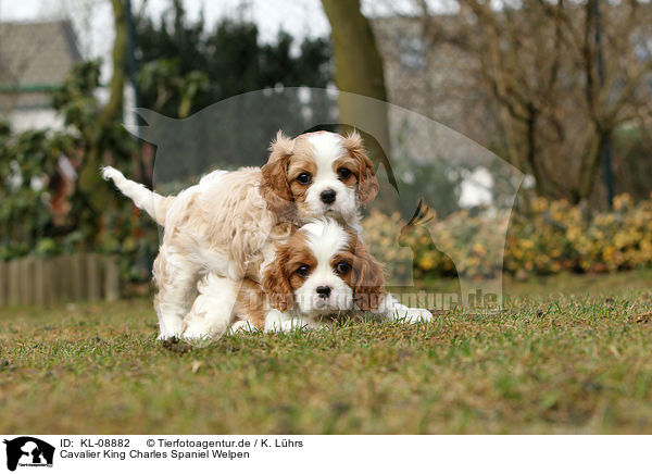 Cavalier King Charles Spaniel Welpen / Cavalier King Charles Spaniel Puppies / KL-08882