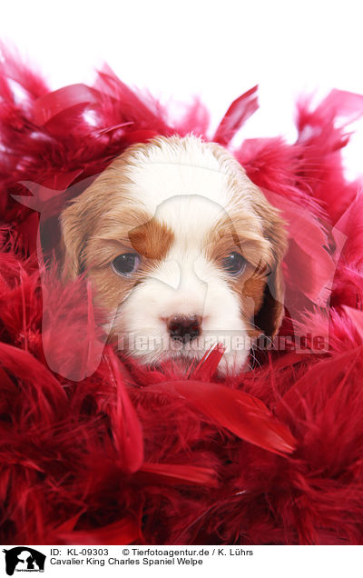 Cavalier King Charles Spaniel Welpe / Cavalier King Charles Spaniel Puppy / KL-09303