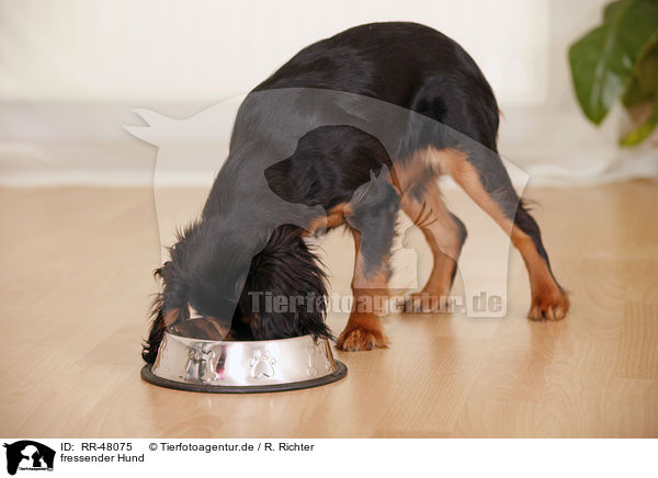 fressender Hund / eating dog / RR-48075