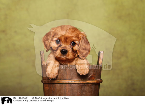 Cavalier King Charles Spaniel Welpe / Cavalier King Charles Spaniel puppy / JH-18491