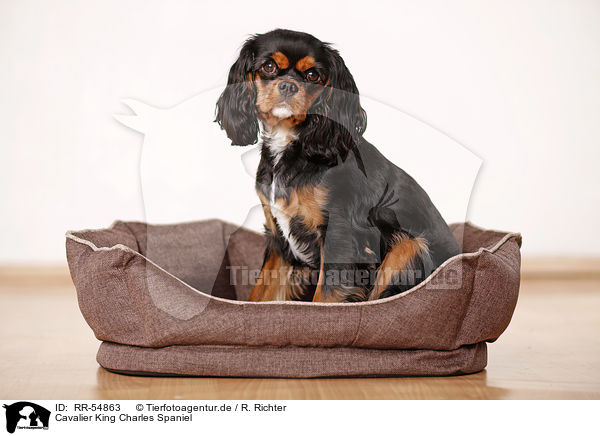 Cavalier King Charles Spaniel / Cavalier King Charles Spaniel / RR-54863