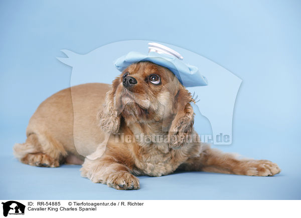 Cavalier King Charles Spaniel / Cavalier King Charles Spaniel / RR-54885