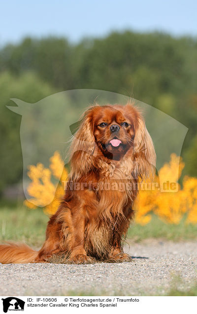 sitzender Cavalier King Charles Spaniel / sitting Cavalier King Charles Spaniel / IF-10606