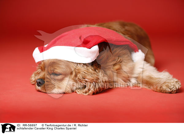 schlafender Cavalier King Charles Spaniel / sleeping Cavalier King Charles Spaniel / RR-58897