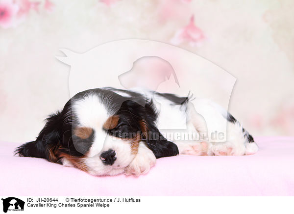 Cavalier King Charles Spaniel Welpe / Cavalier King Charles Spaniel Puppy / JH-20644