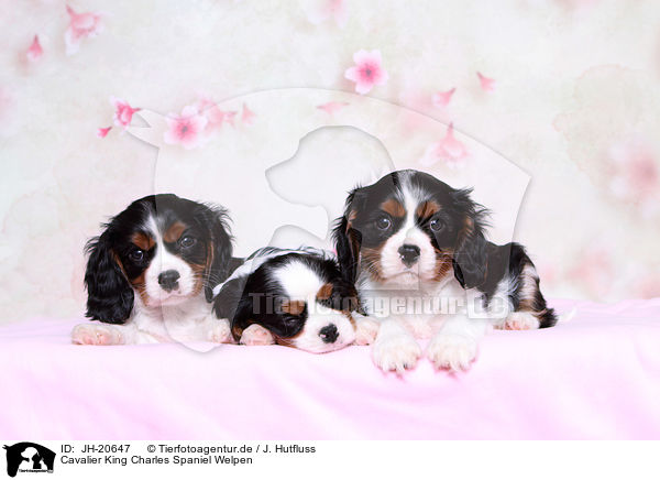 Cavalier King Charles Spaniel Welpen / Cavalier King Charles Spaniel Puppies / JH-20647