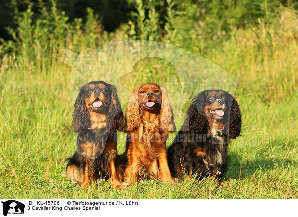 3 Cavalier King Charles Spaniel / 3 Cavalier King Charles Spaniel / KL-15706