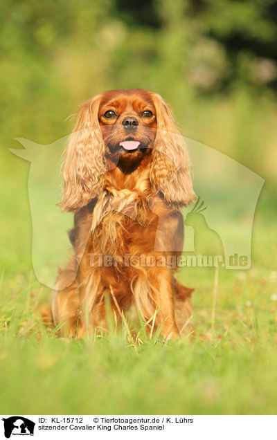 sitzender Cavalier King Charles Spaniel / sitting Cavalier King Charles Spaniel / KL-15712